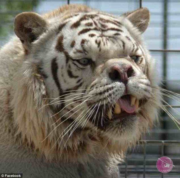 317B5F0000000578-3460552-image-a-52_1456249833138-605x600