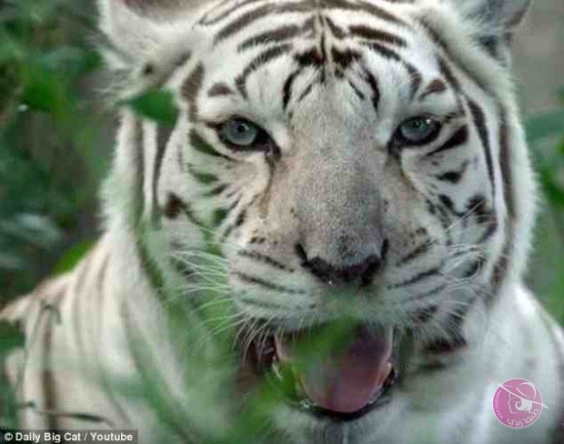 317B67A400000578-3460552-image-a-60_1456249929176-620x488