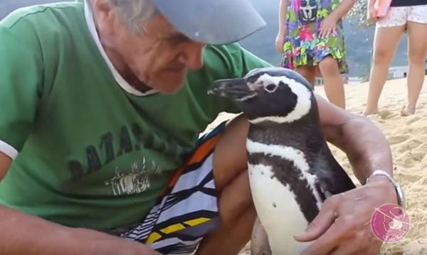 Brazilian man and his penguin