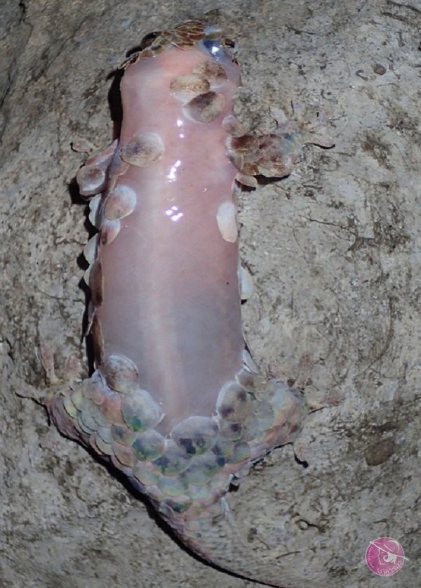 16650168_1245558545513457_1894639390_n