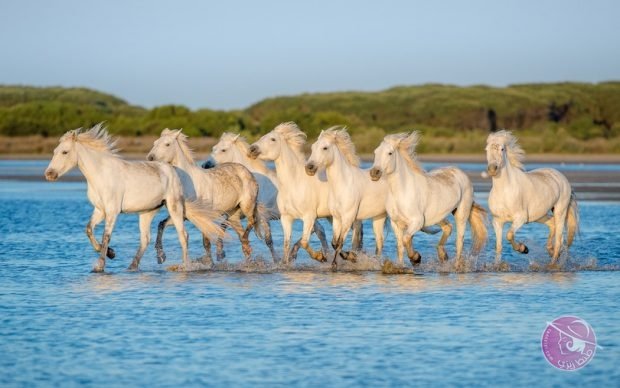 camargue_902211-620x388