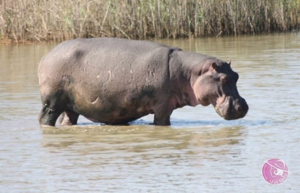isimangaliso_wetland_park_921973-620x398