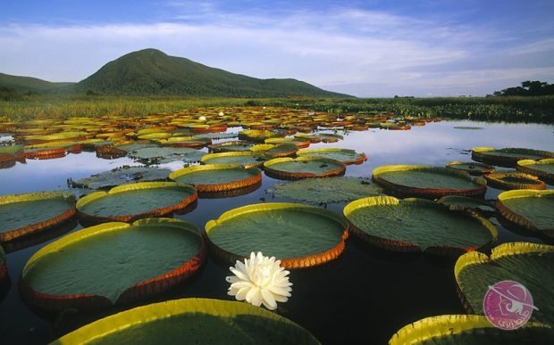 pantanal_284007-620x387