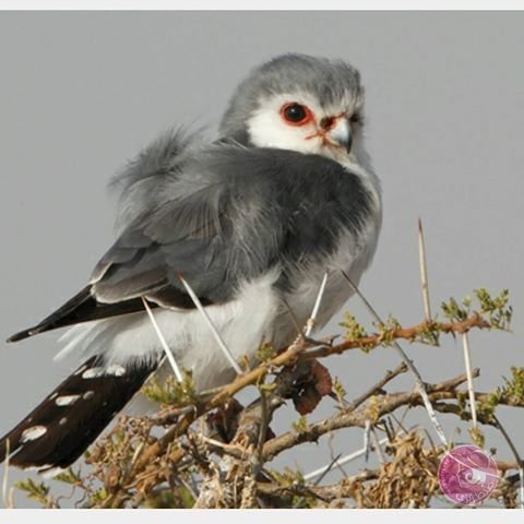 12558365_994419083953295_1259251640_n