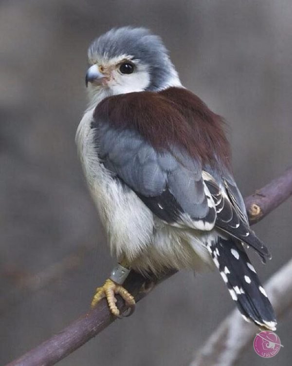 21444224255_b33ca6c2b2_b-600x751