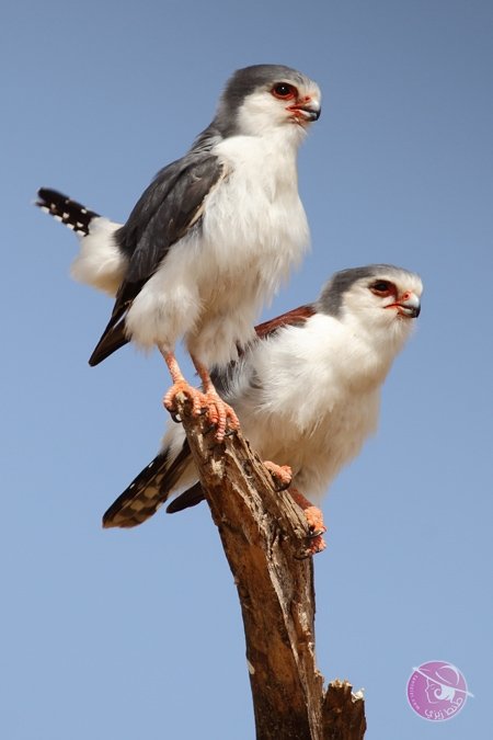 6bcf0d976551ca98c22d418adc569d9c