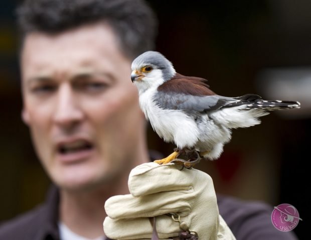 C6uPfRfWgAAqOlF-620x478