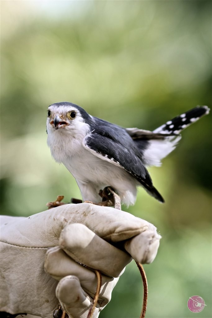 african_pygmy_falcon_by_walkingcomic-d6npoor-683x1024
