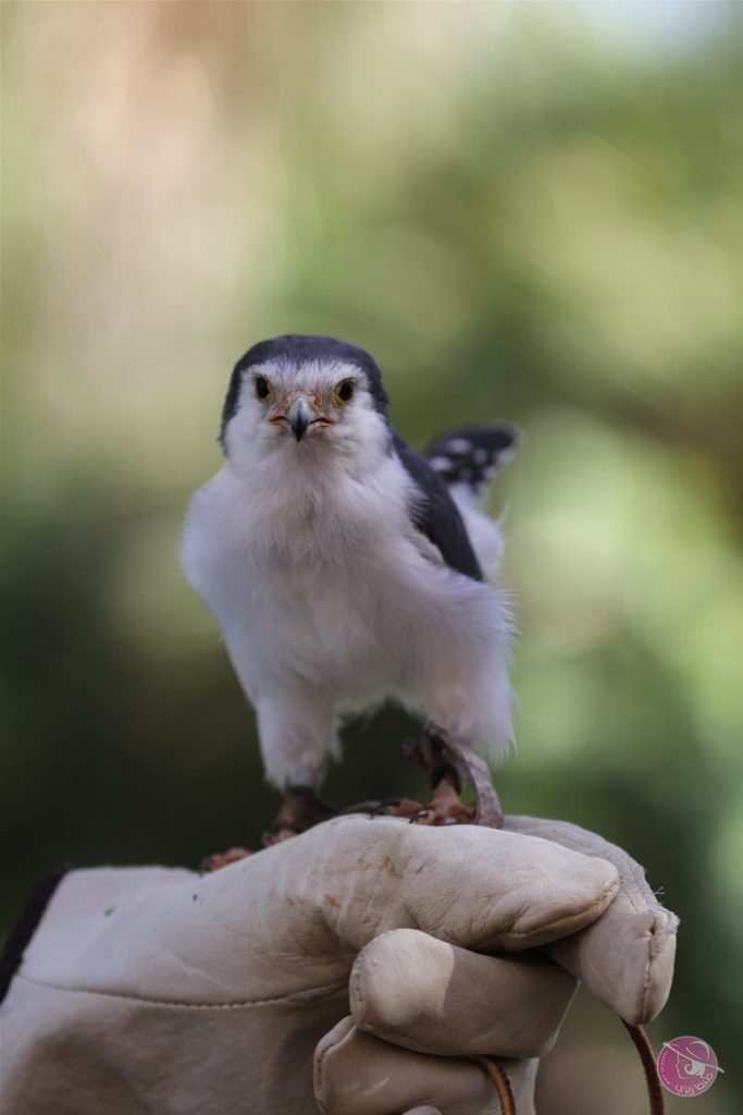 leonard__the_african_pygmy_falcon__2_by_walkingcomic-d5wirg7-683x1024