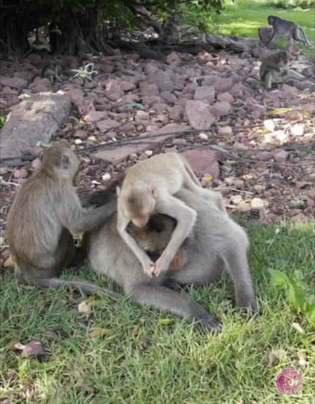 3FB06A9F00000578-4454828-Thailand_is_home_to_hundreds_of_thousands_of_wild_monkeys_includ-m-112_1493380776964